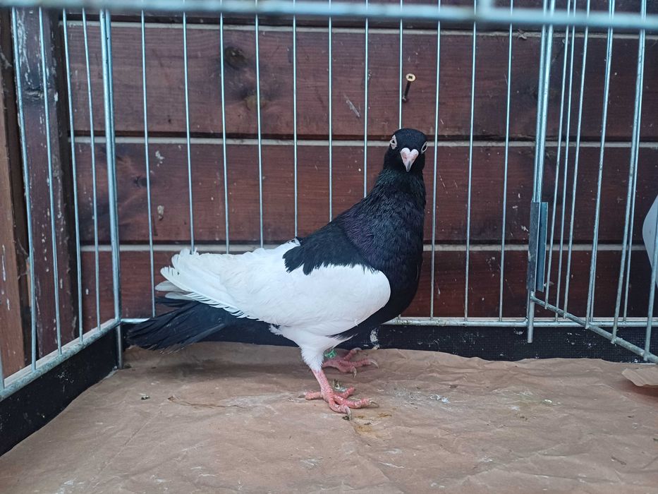 Sroka krakowska samiec