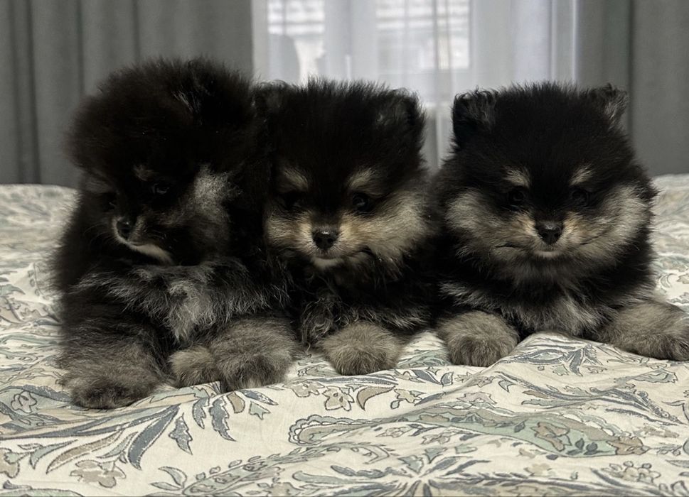 Пухнасті шпіци — маленькі диво для щасливого дому!