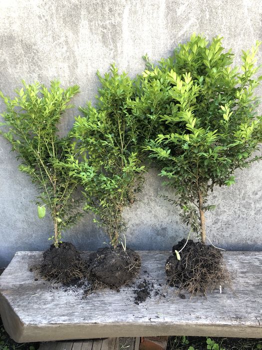 Пропоную саджанці самшиту