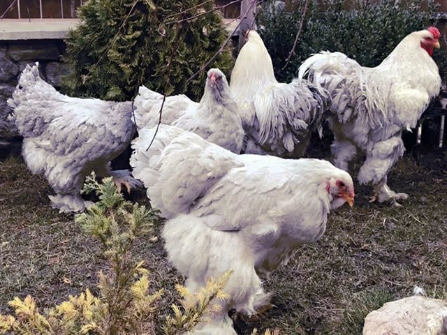 Інкубаційне яйце. Курчата, Брама блакитна, лавандова, помаранчева.