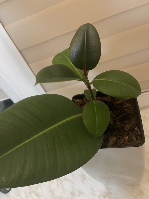 Фікус (фикус) рослина кімнатна