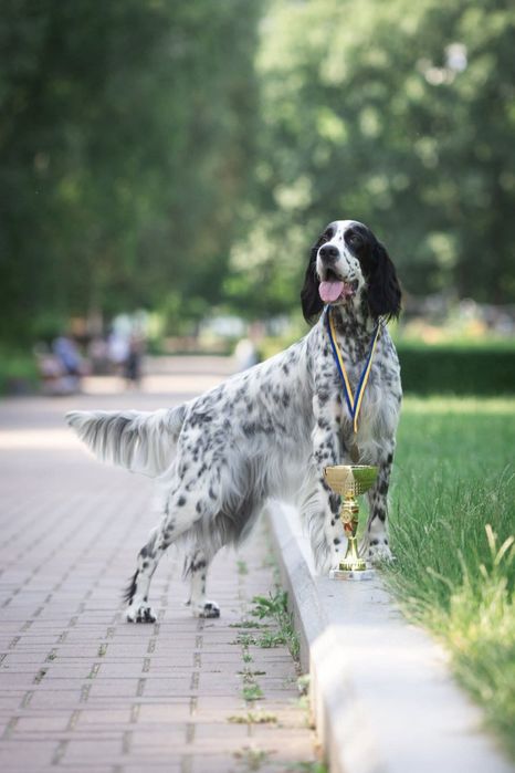 English  setter / Rose del Wind