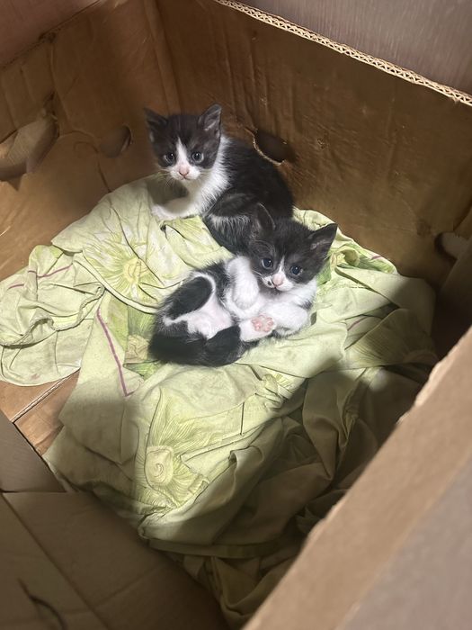 Безкоштовно!!!Кошенята