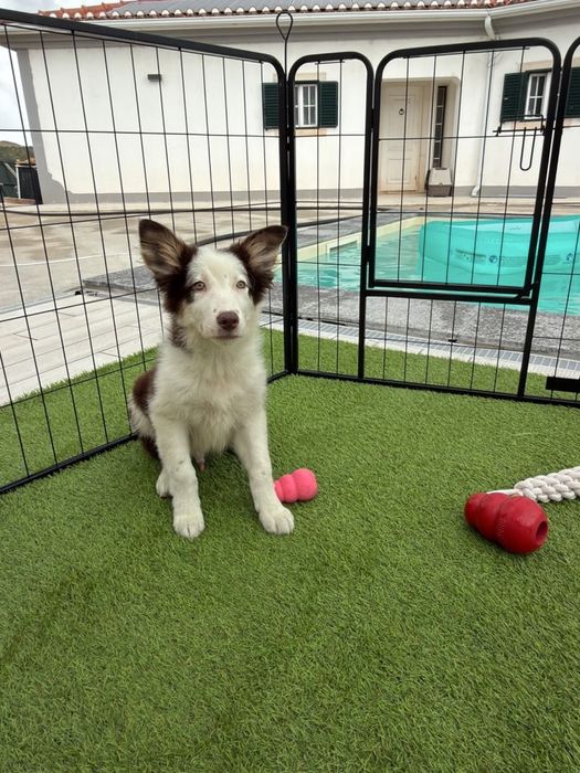 Border collie chocolate top