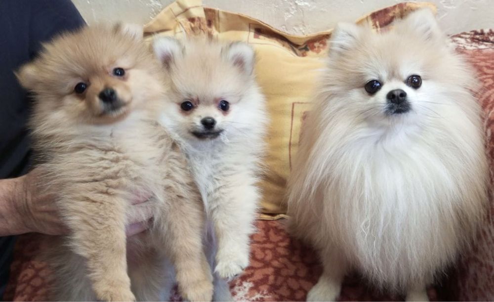 шпіци мініки, пушистики шукають люблячих батьків