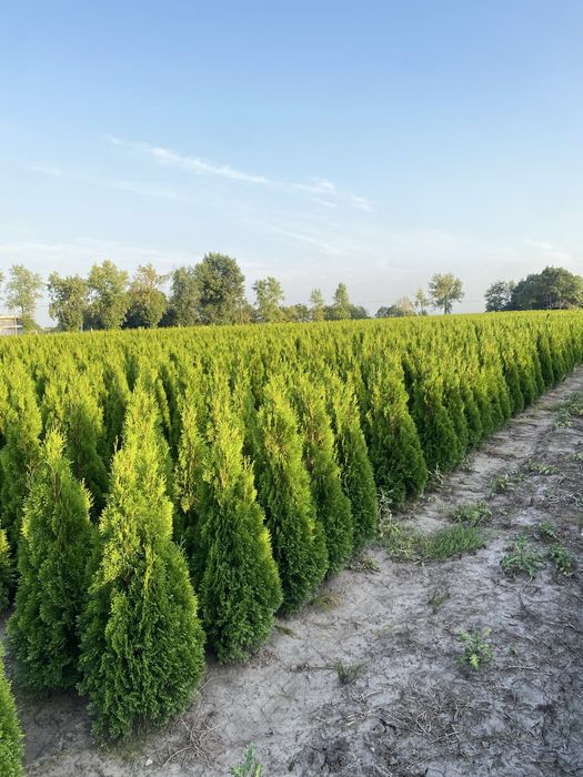 Tuje Szmaragd 140-150cm DOSTAWA ‼️ SADZENIE ‼️ PRODUCENT