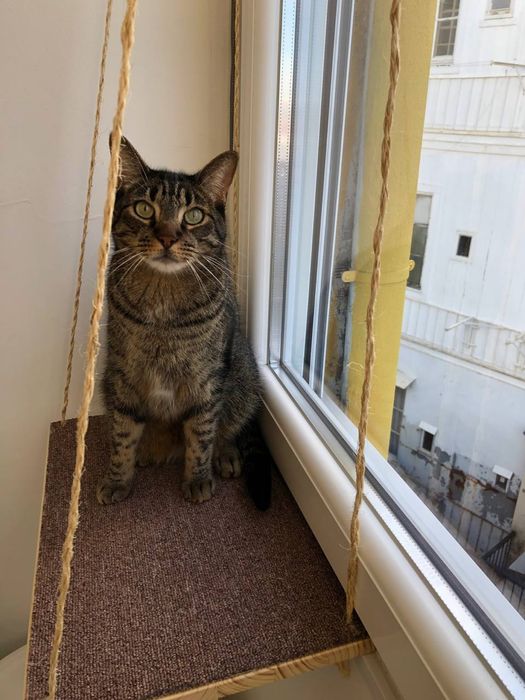 Prateleira para gatos (janela)
