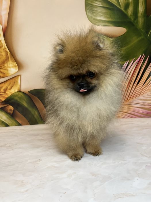 Міні хлопчик померанський шпіц