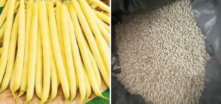 Насіння спаржевої квасолі кущова,різні сорти жовті,зелені стручки