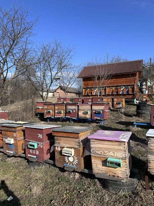 Продам частково пасіку