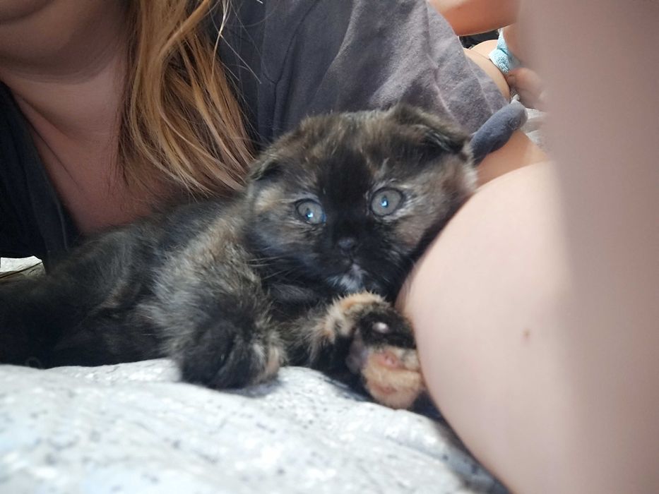 Кошенята Скотиш фолд