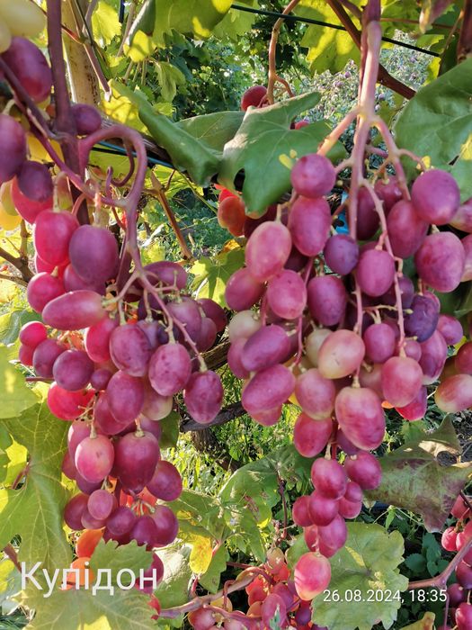 Черенки винограду