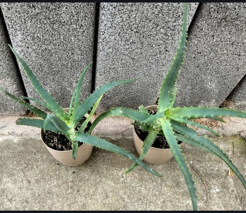 Kwiat / kwiatek - Aloe arborescens (aloes drzewiasty)