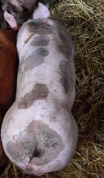 хрячков на племя Кантор  Пьетрен беркшир большой выбор