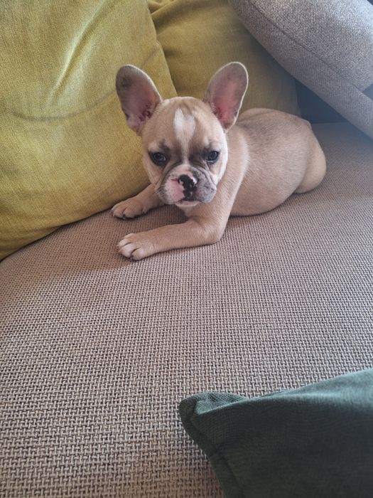Bulldog francês mini