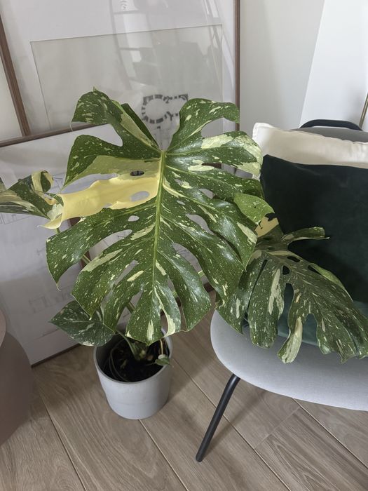 Monstera Thai Constellation com Folhas grandes