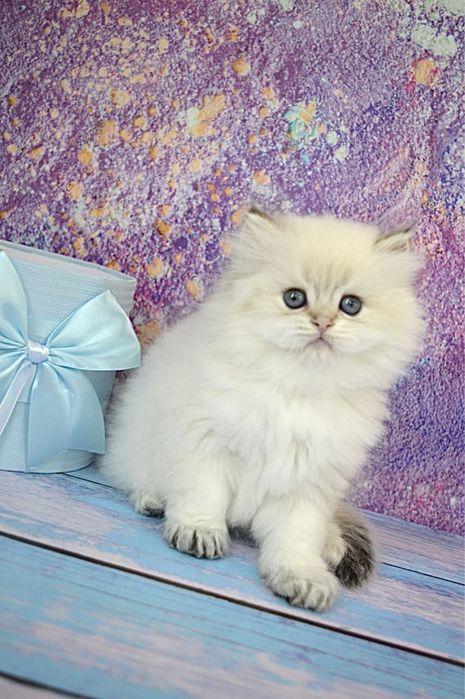 Британские котята золотая шиншилла