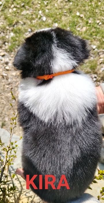 Szczenięta Border collie