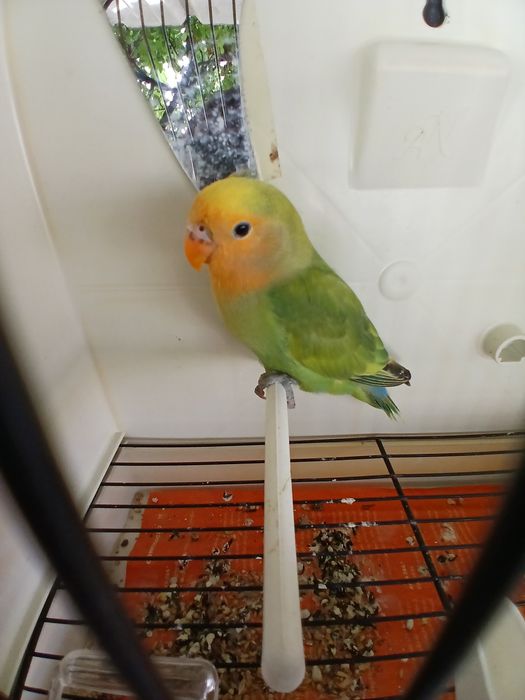Agapornis domesticados