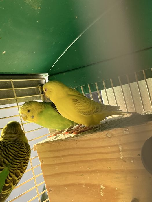 Periquitos australianos para criar à mão