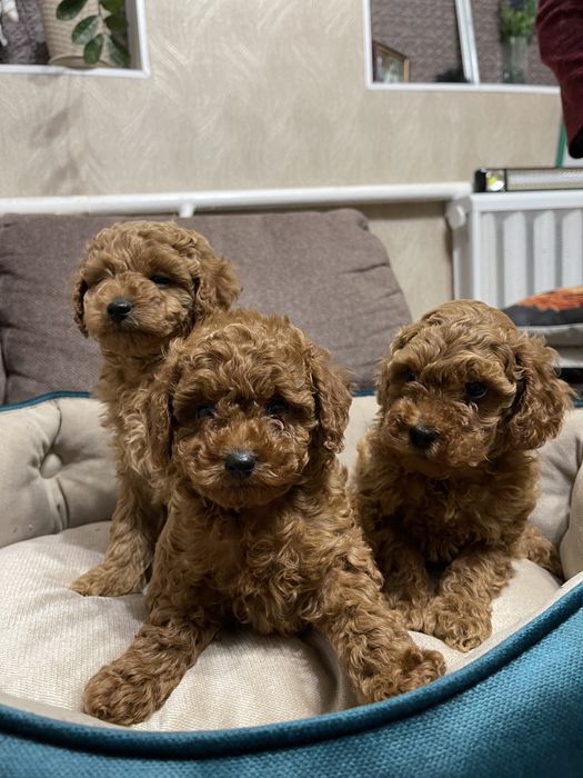 Пропонуються Той пуделя