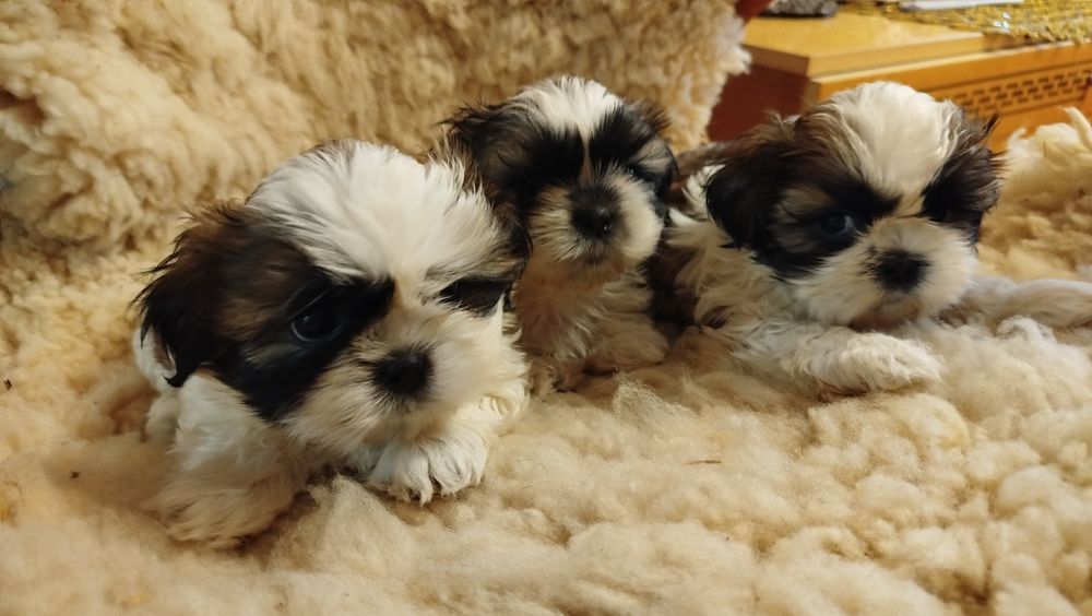 Szczeniak rasy Shih tzu