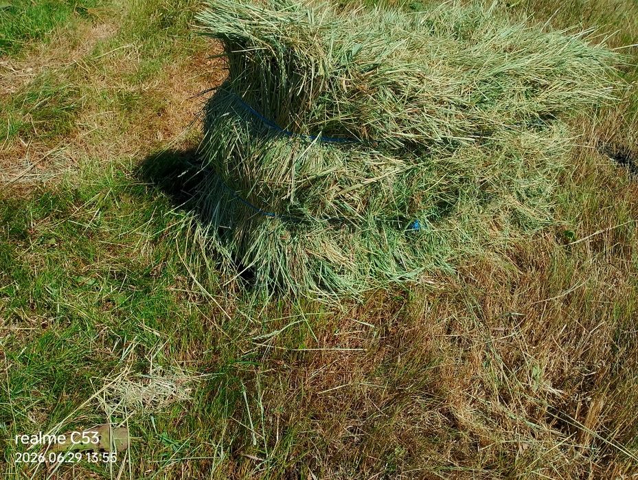 Продам сіно в тюках лугове