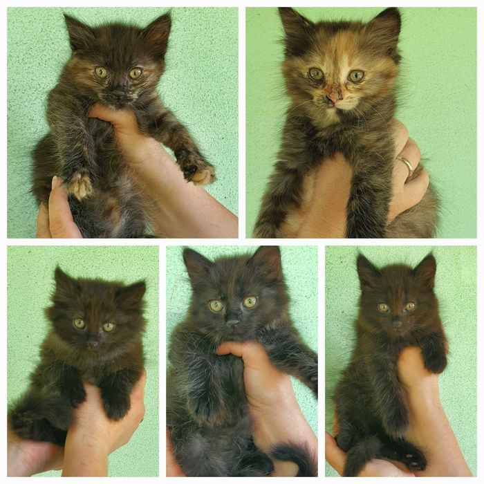 Отдадим котят в хорошие руки.