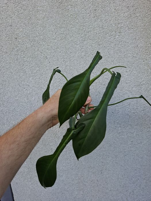 Philodendron Joepi