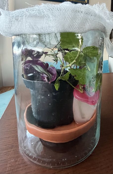 Patyczaki mlode za darmo Gliwice