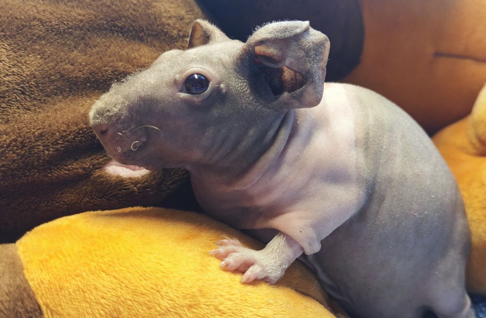 Sprzedam świnkę morską rasy skonny