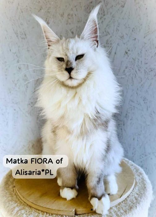 Maine coon kocurek niebieski z białym - FPL