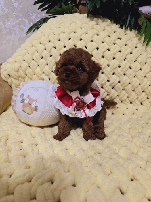 Maltipoo F2, mini Teddy poodleteacup, Baby face!!!