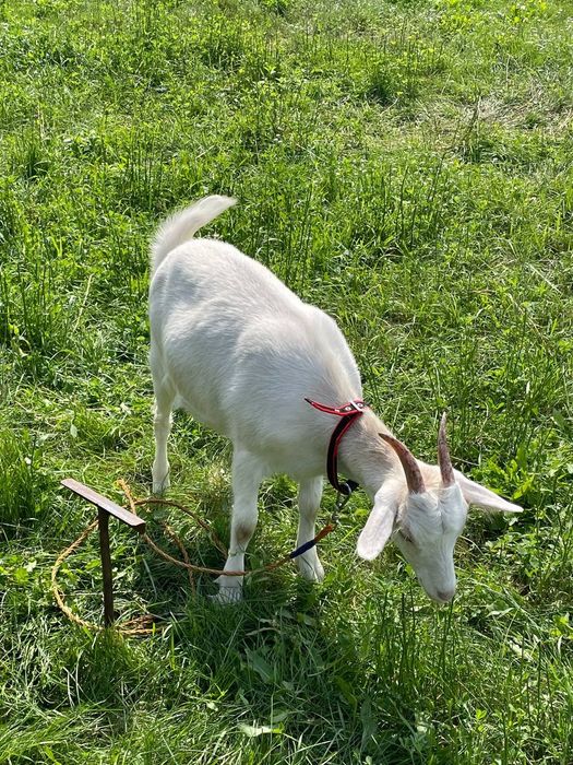 Козочка зааненська