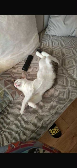 Przecudny kocurek gotowy do adopcji
