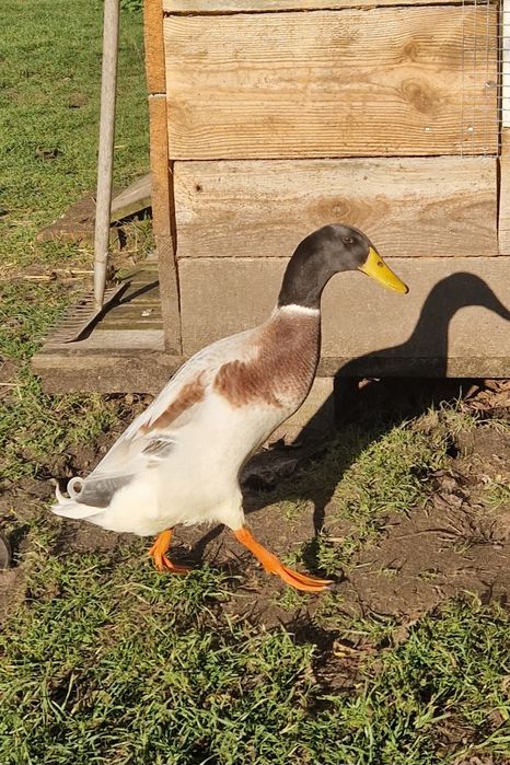 Kaczorek kaczor biegus indyjski