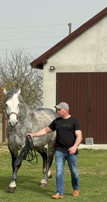 Ogier rasy slaskiej  500zł