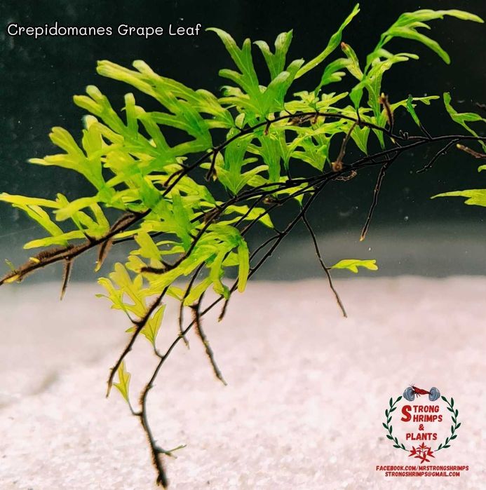 Crepidomanes Grape Leaf Rarytas