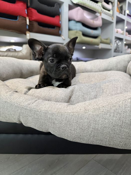 Bulldog Frances  menino lindo