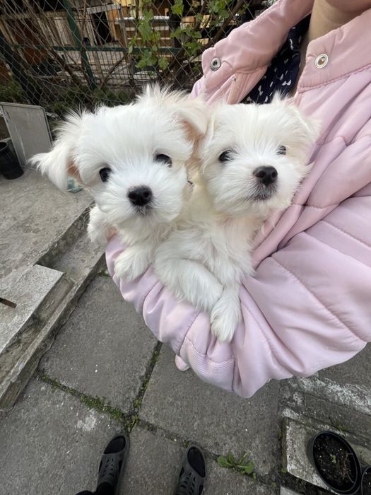 Мальтійська болонка. Мальтезе