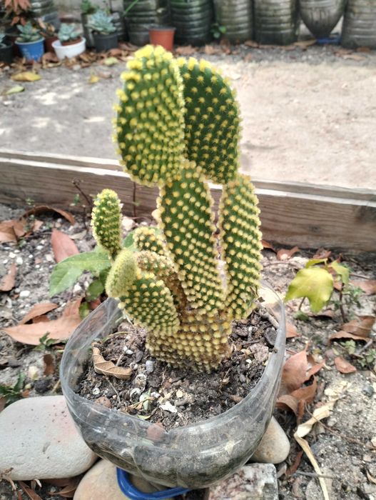 Cato orelhas de coelho