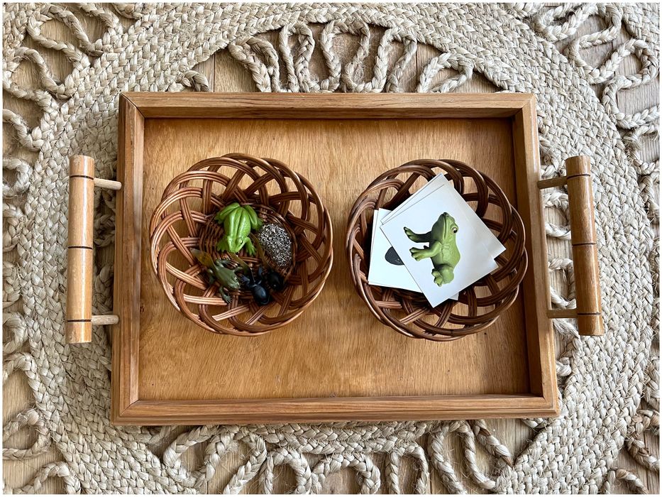 Ciclo de Vida - Sapo - Montessori