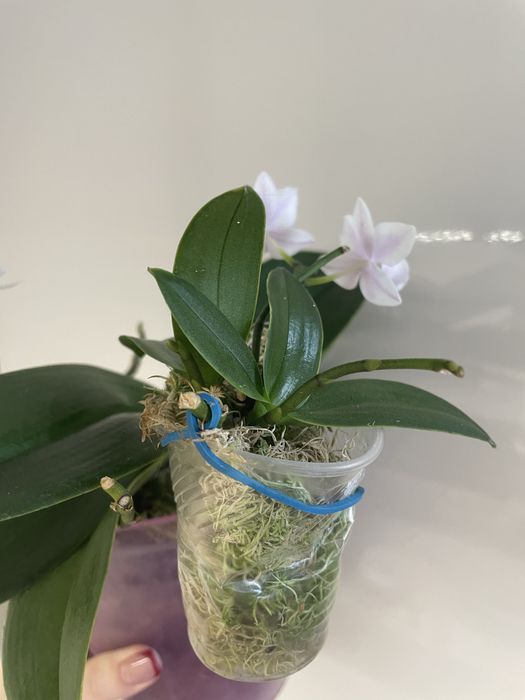 Soga Bianca сортова орхідея з 2 дітками