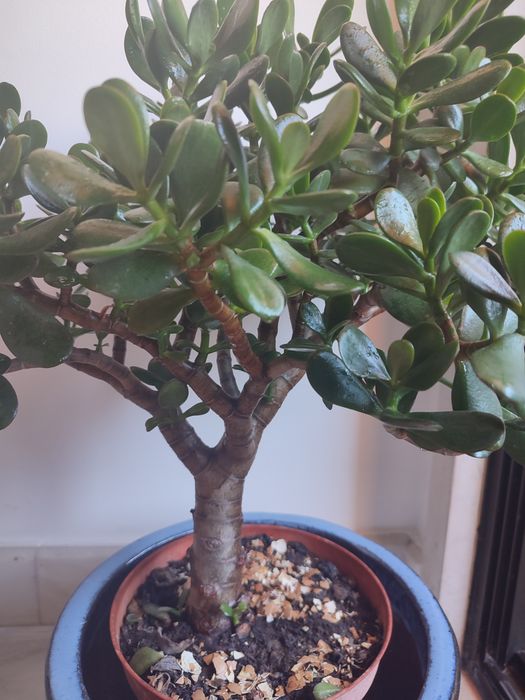Suculenta planta de jade