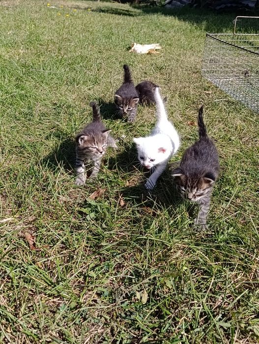 котята в хорошие руки