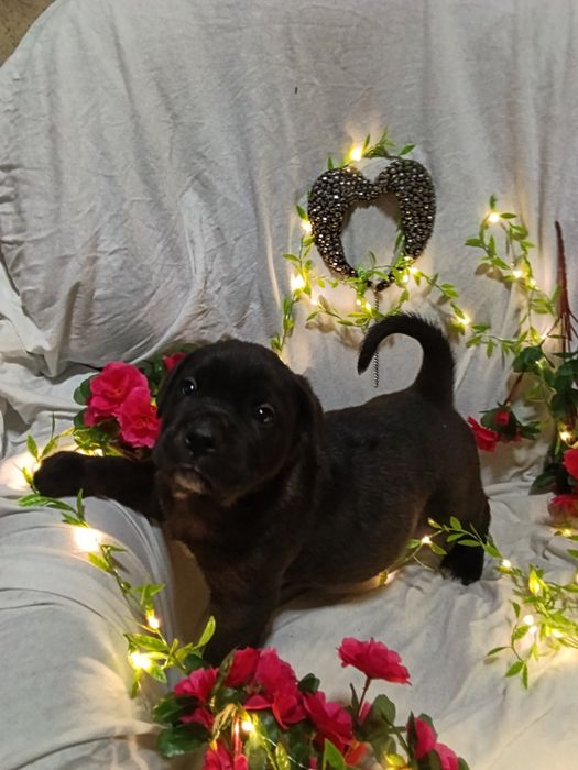 Продам  цуценя Кане-Корсо