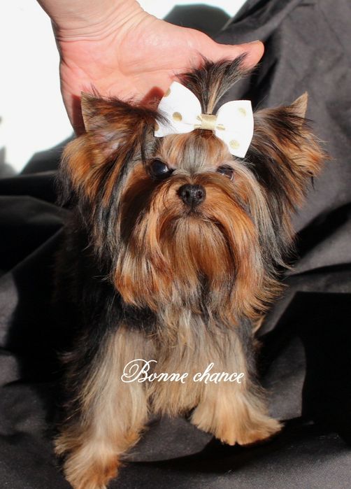 Yorkshire terrier