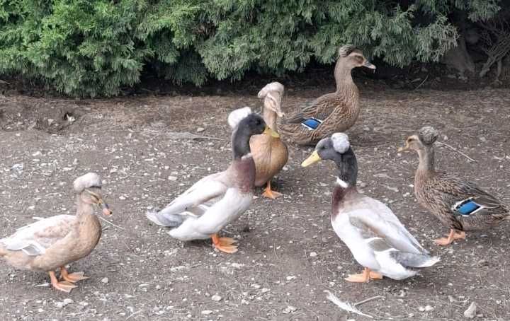 Patos galinhas perus garnizas  fracas