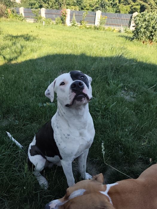 Pies typu Amstaff *Roki*