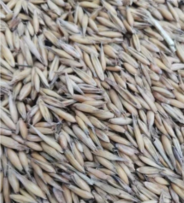 Owies zeszłoroczny workowany